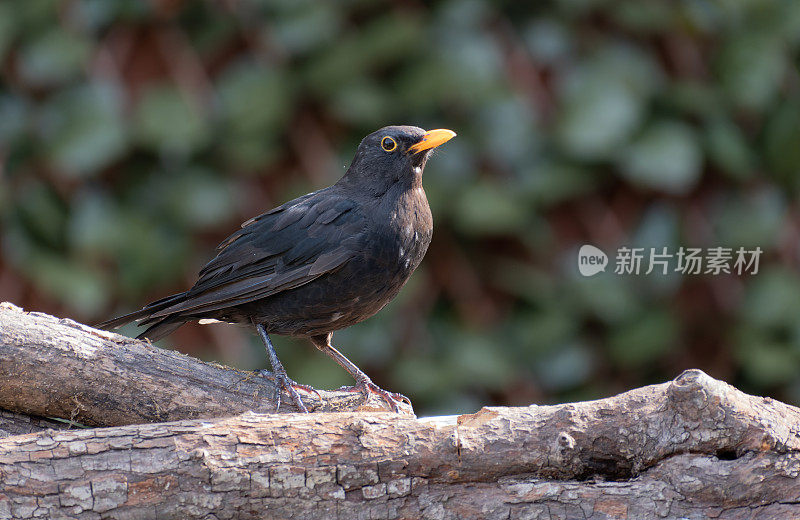 栖息在树枝上的黑鸟(Turdus merula)